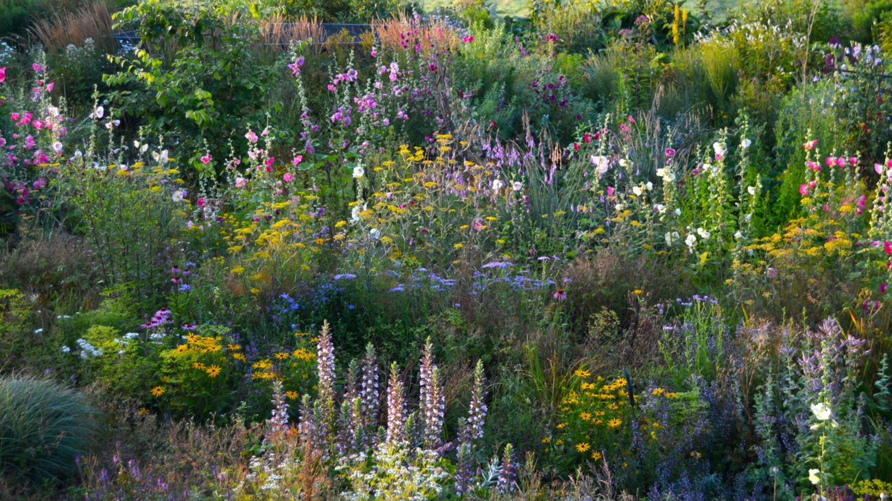 Sharing my last garden in England