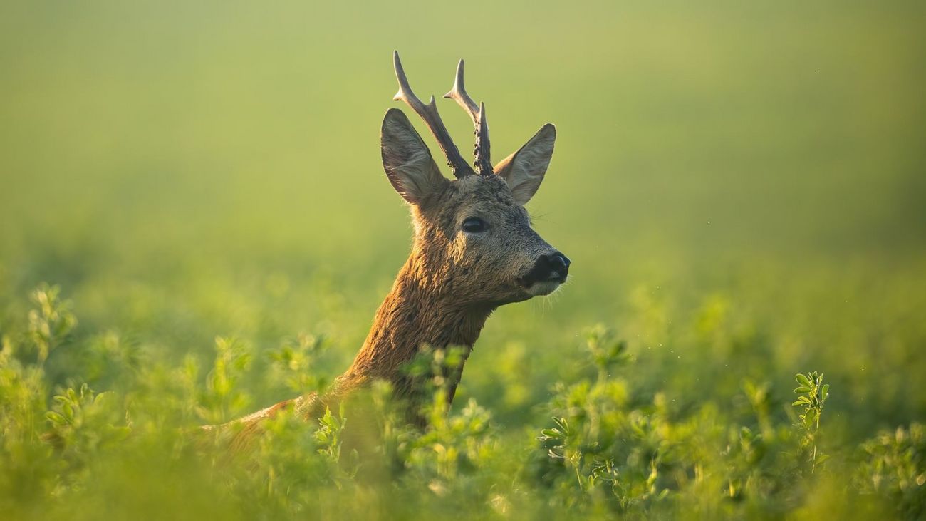 The Summer Bucks: What we see and how we're seen.
