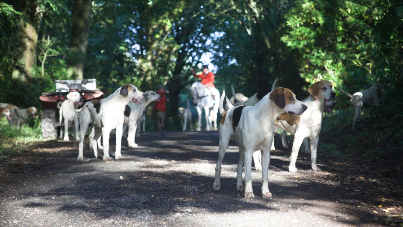 Trail hunting banned and two hounds only for now in Scotland