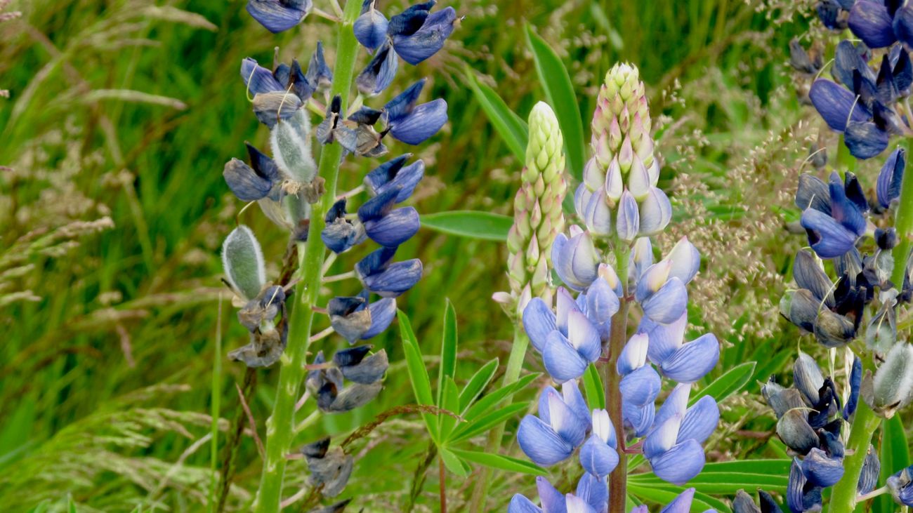 Loopy lupins to the rescue