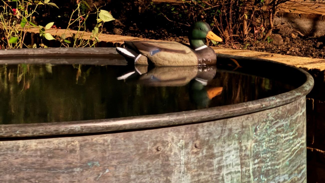 Water, Water Everywhere: A Survivalist's Guide to Staying Alive