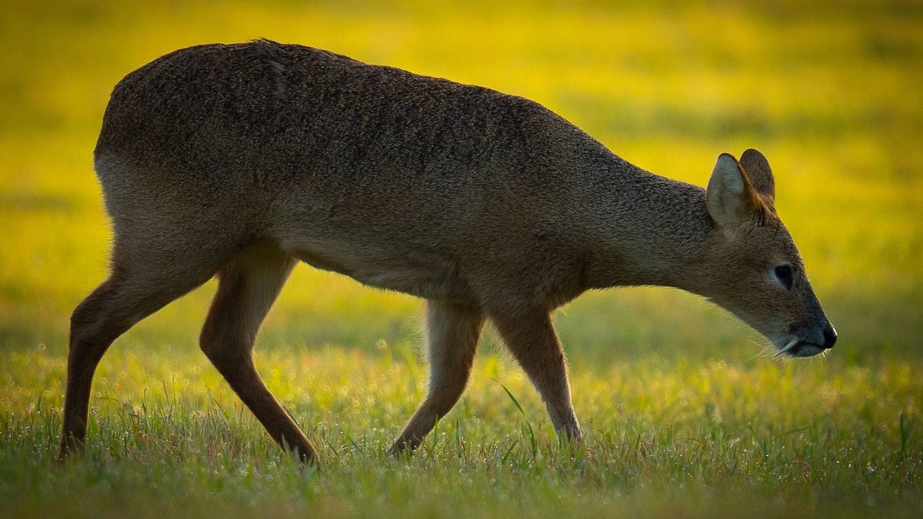 Britain's Deer Problem: Can We Eat Our Way Out of Trouble?