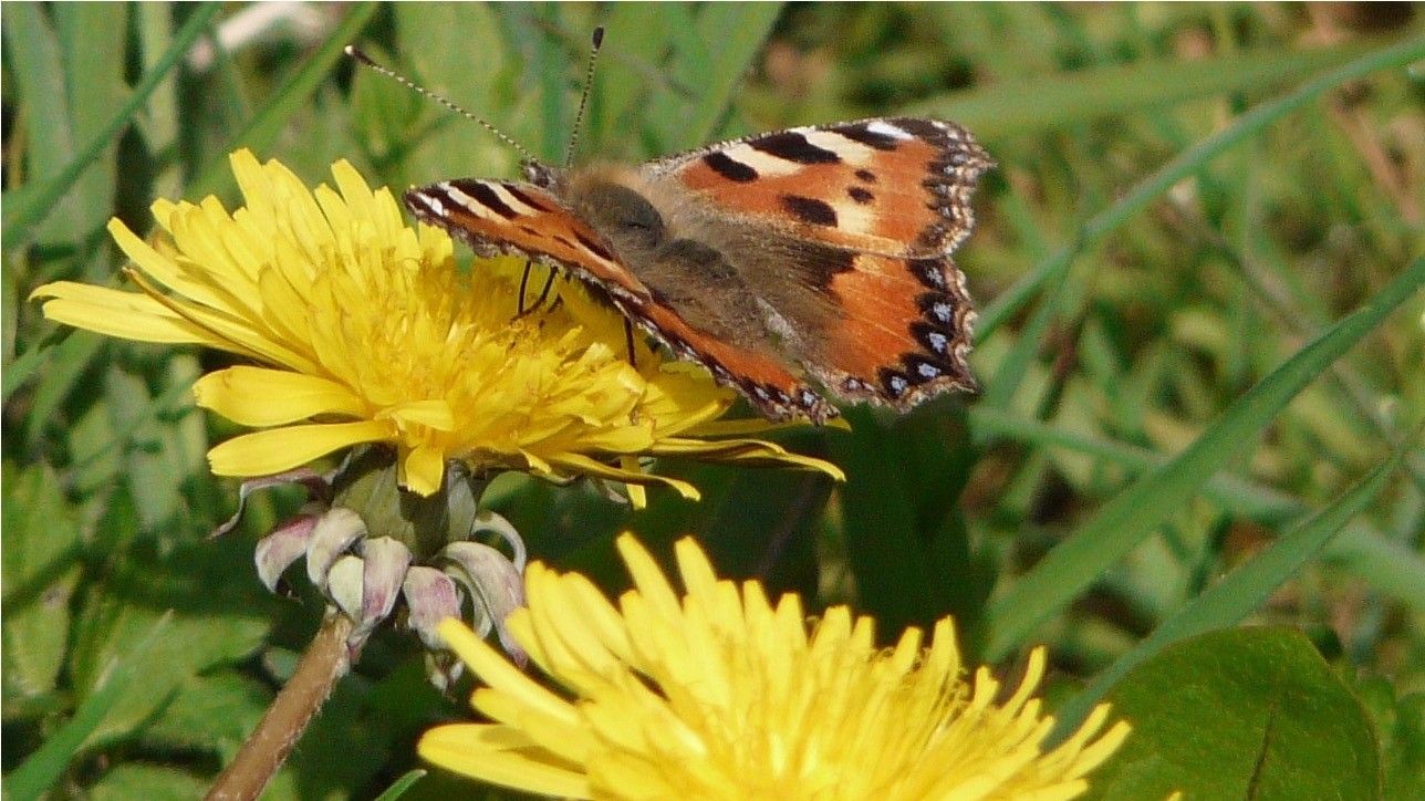 Is 'No Mow May' the Right Message?