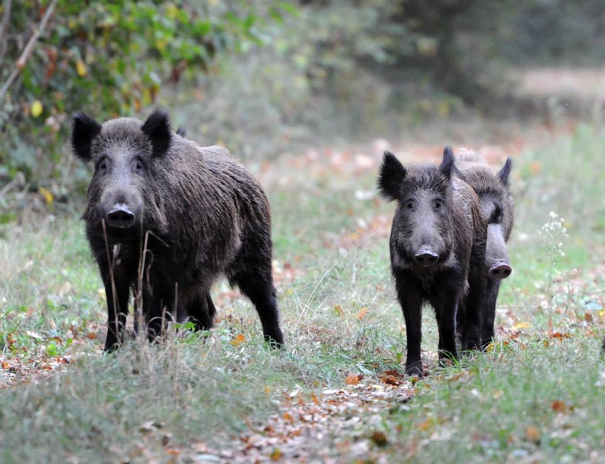 Boar Hunting France, France - Availability on GunsOnPegs