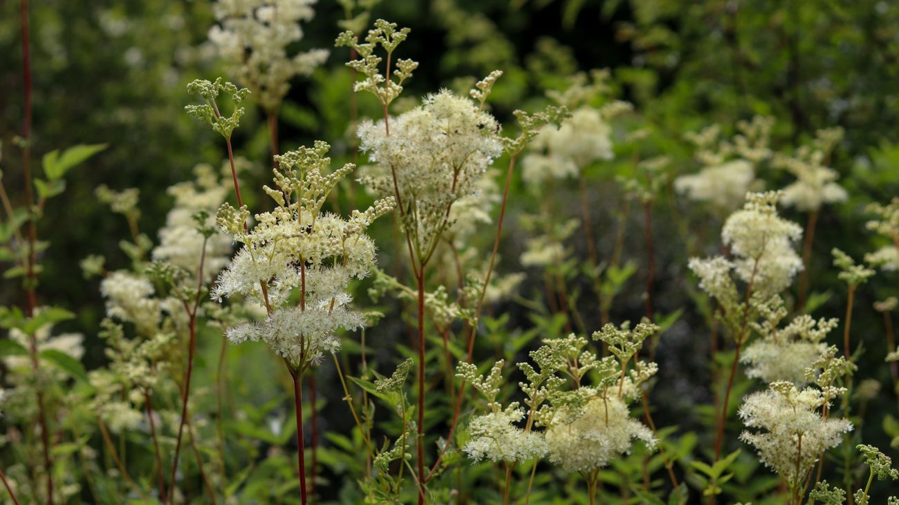 Herbs on the Wild Side