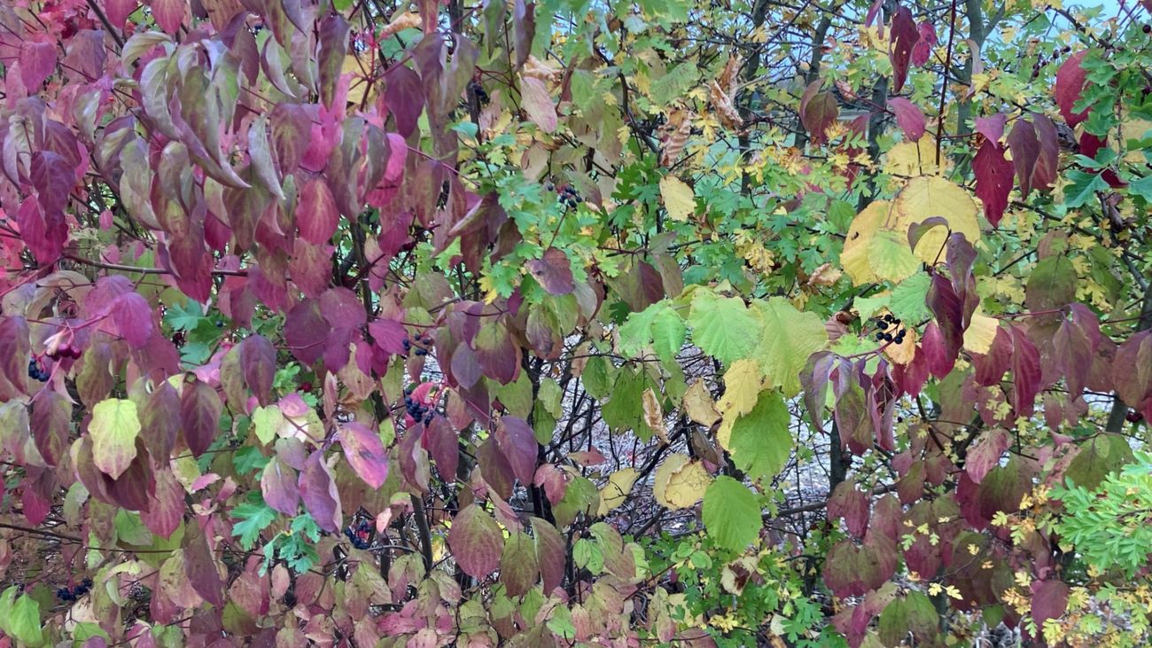 The Happy Hedgerow