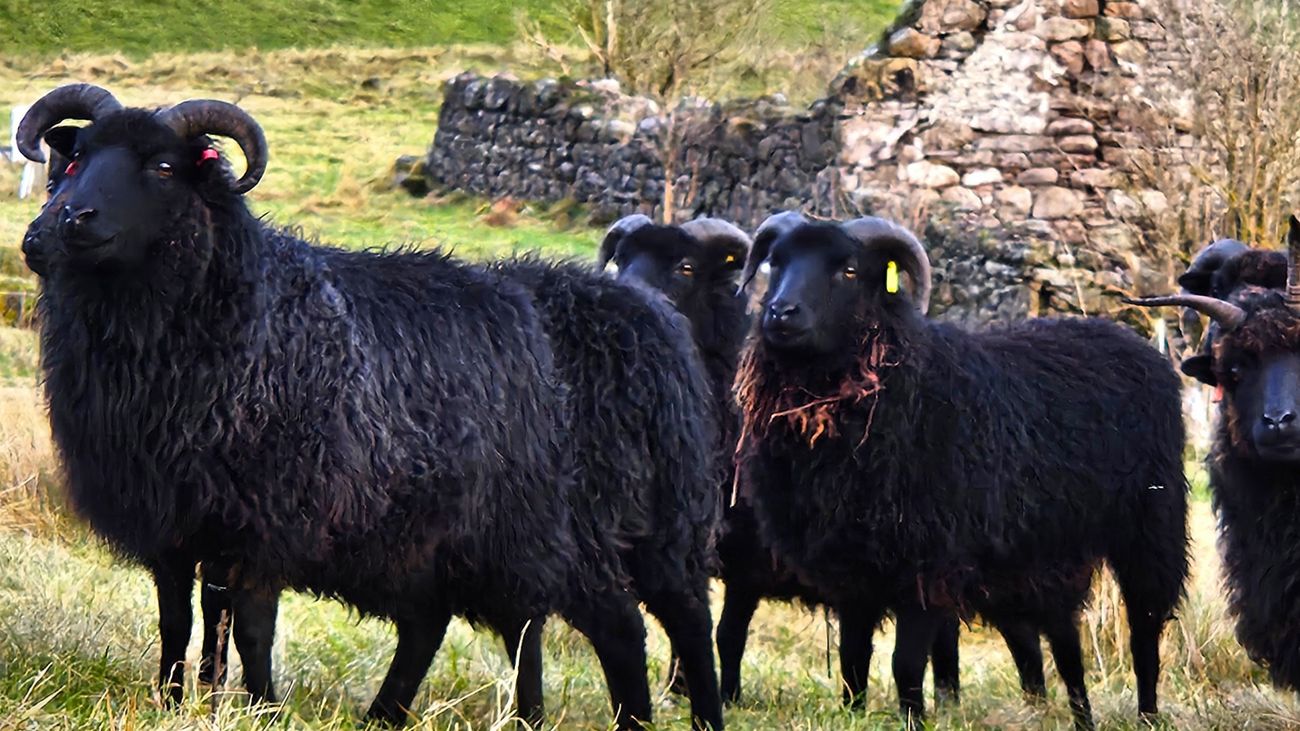 Ewe and Me: The Ancient Bond Between Humans, Sheep and Landscapes