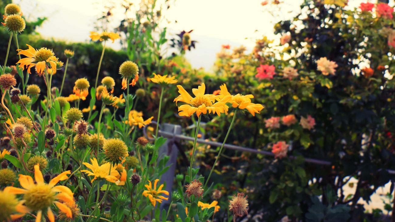We Need to Talk About Yellow, with Annie Guilfoyle