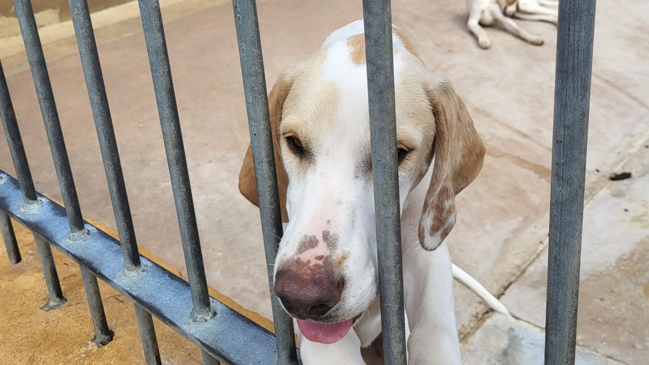 Foxhounds Are The Countryside's Superheroes
