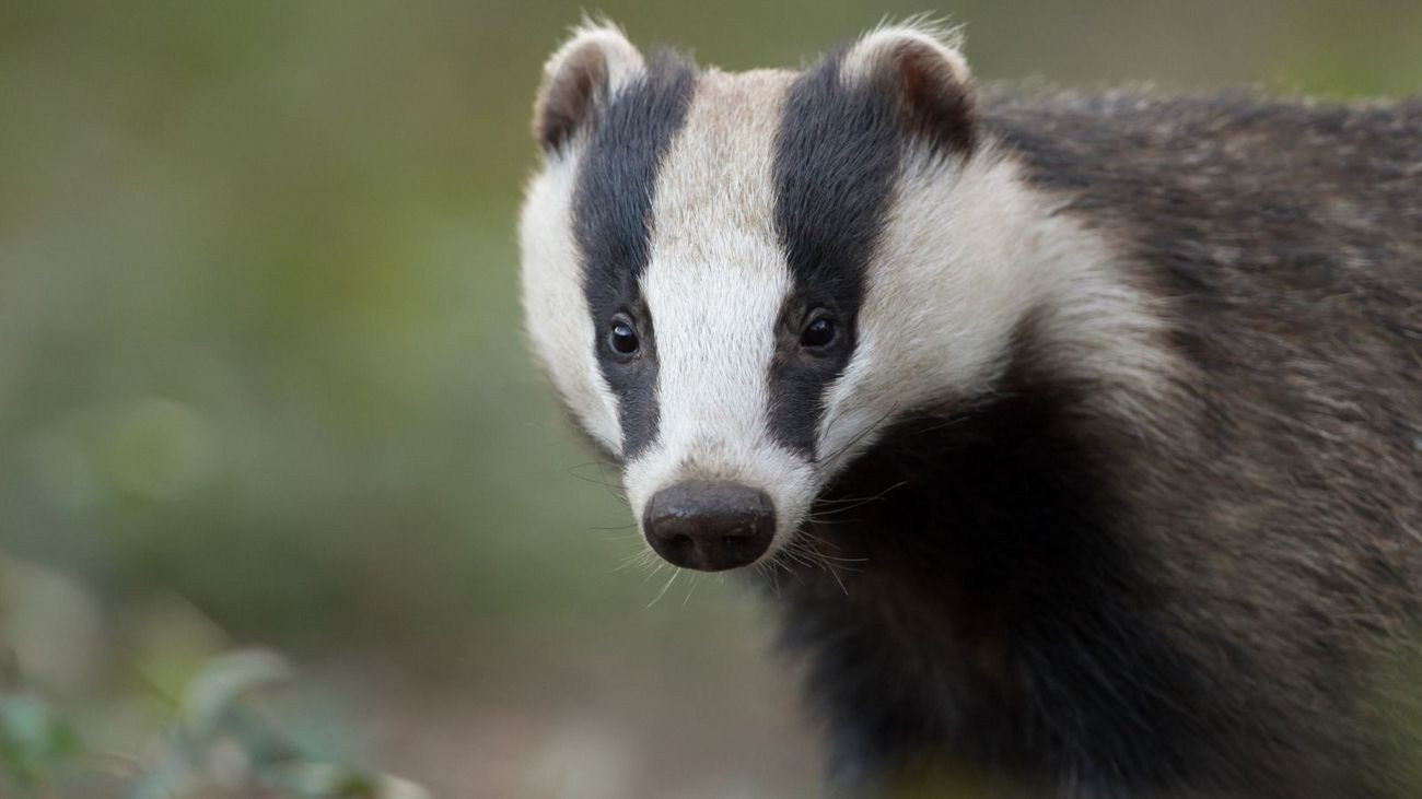 Unraveling the Mysteries of Badgers and Waders