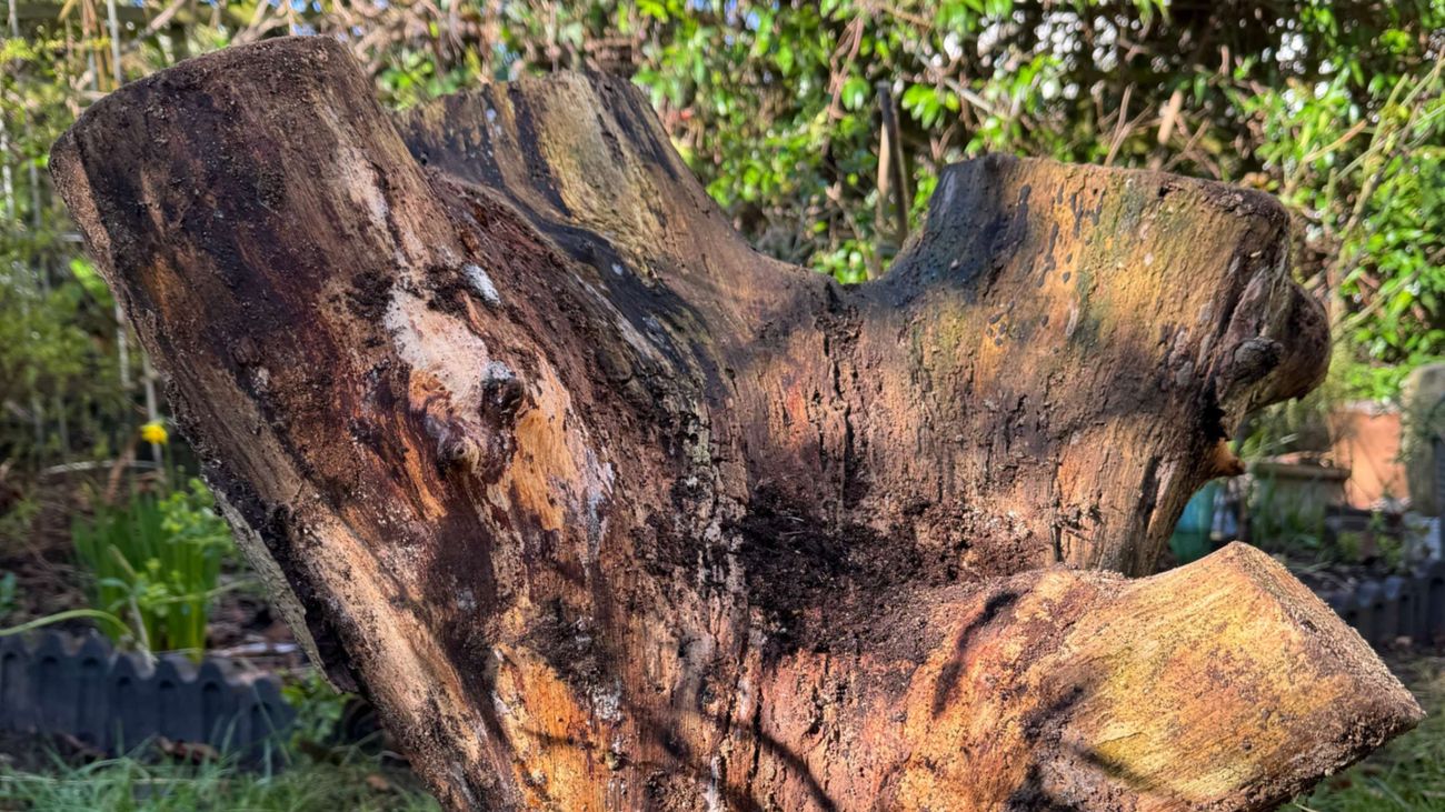 Moving Dad's Walnut Tree