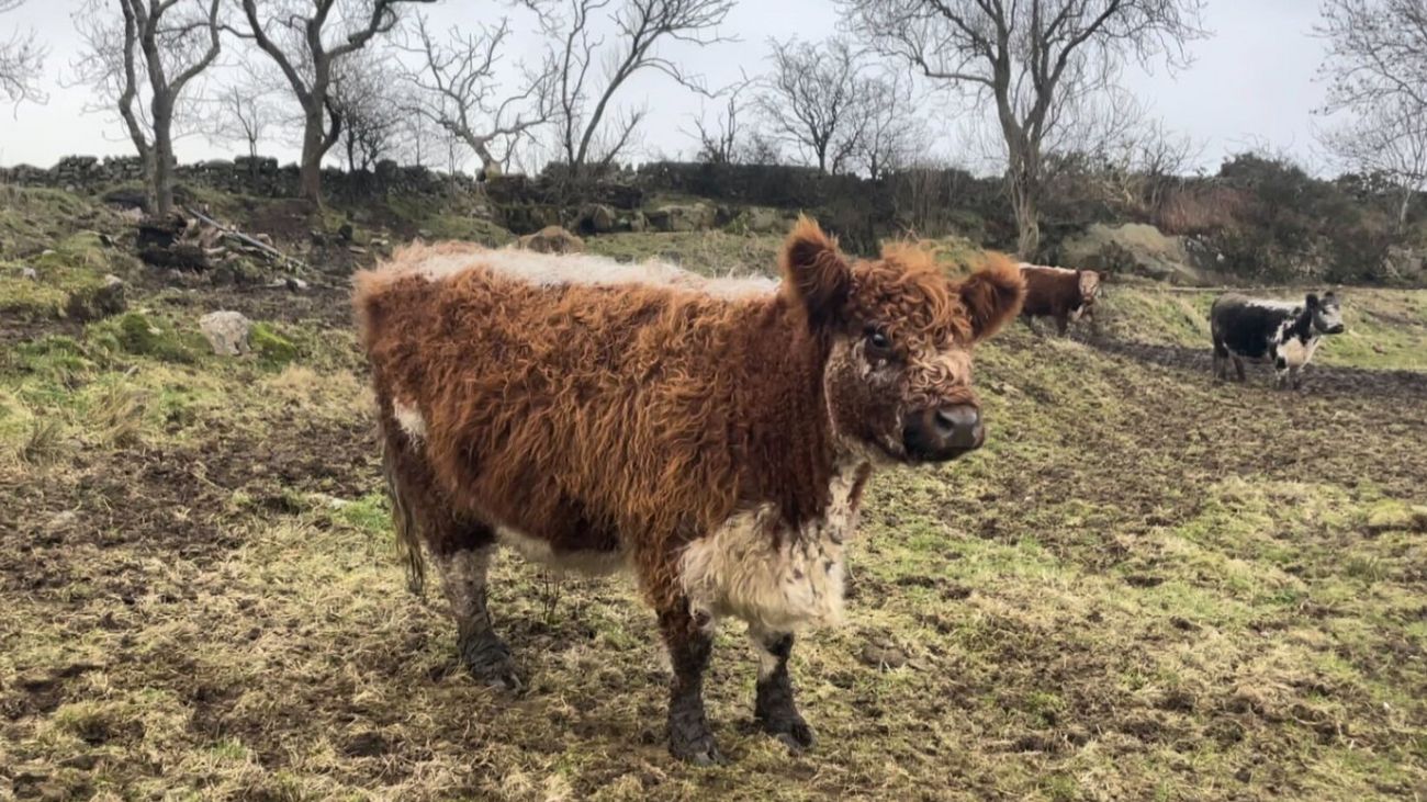 Got Beef - Can Buying a Steak Be Good For Nature?