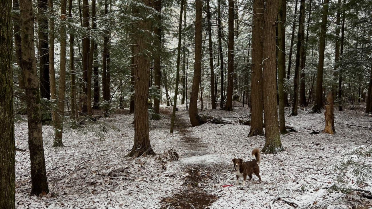 Mud and Maple, the March Garden in Vermont