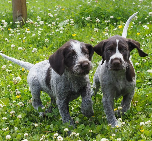 A winning year with working pointers Gaia and Gollum