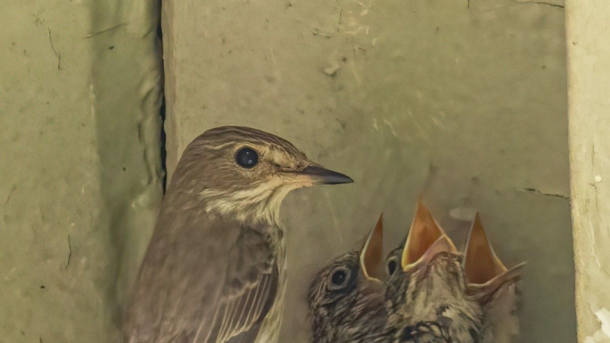 Unlocking the Secrets of an understated little brown bird