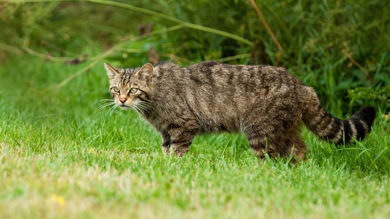 Unmasking Hyperbole: The Truth About UK Mammal Extinction Claims