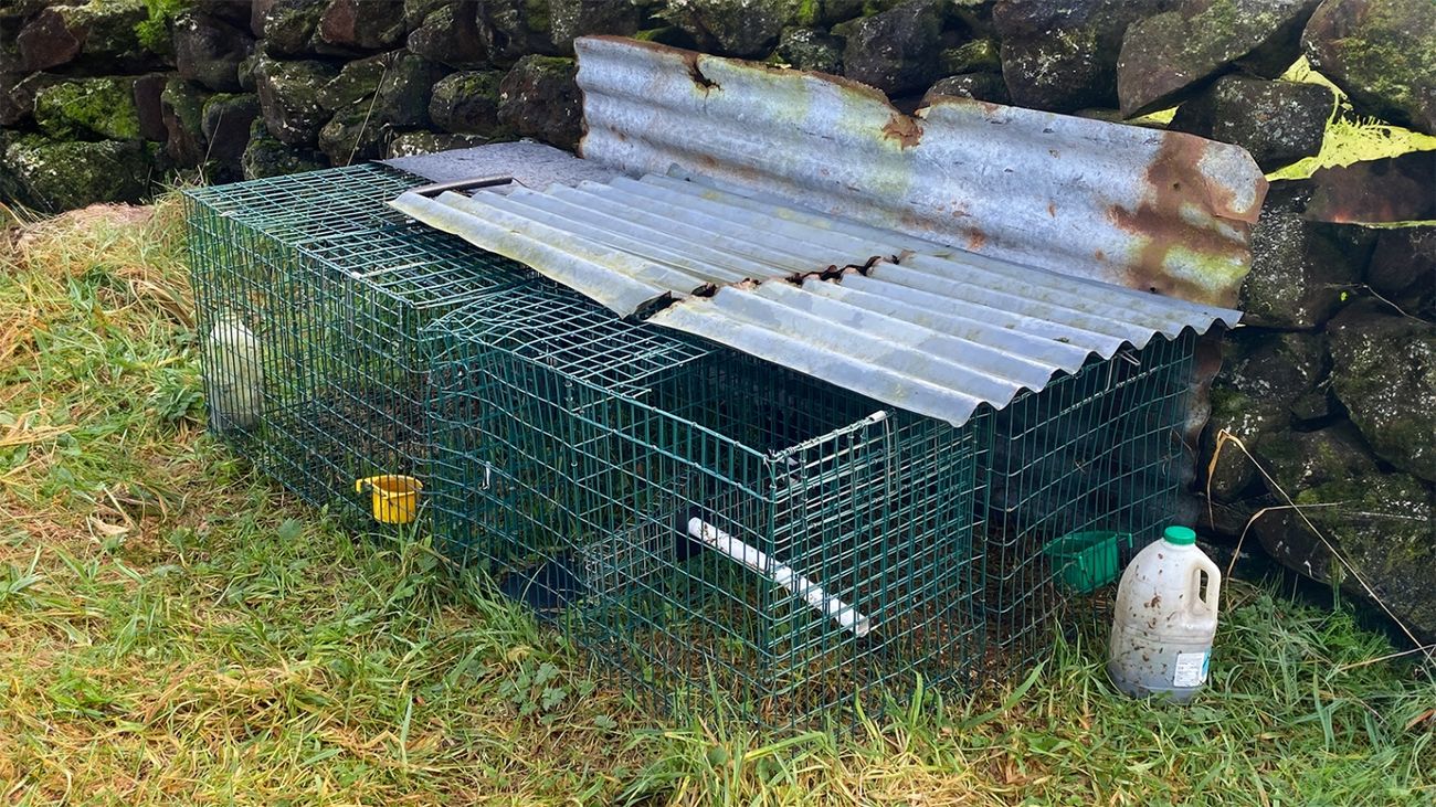 Conservationists Urge Improved Communication on Predator Control