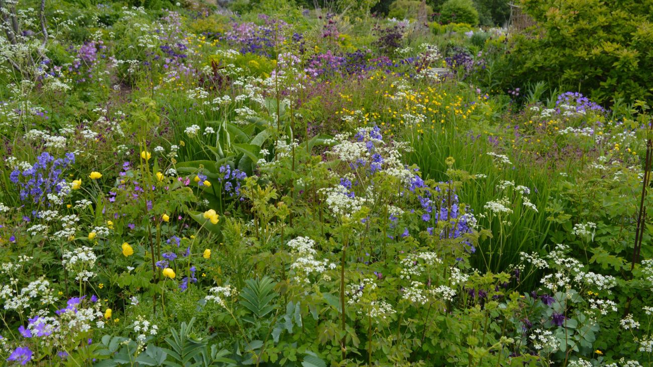 Pandora's Perennials, Biodiversity and the Dialectics of Fashion