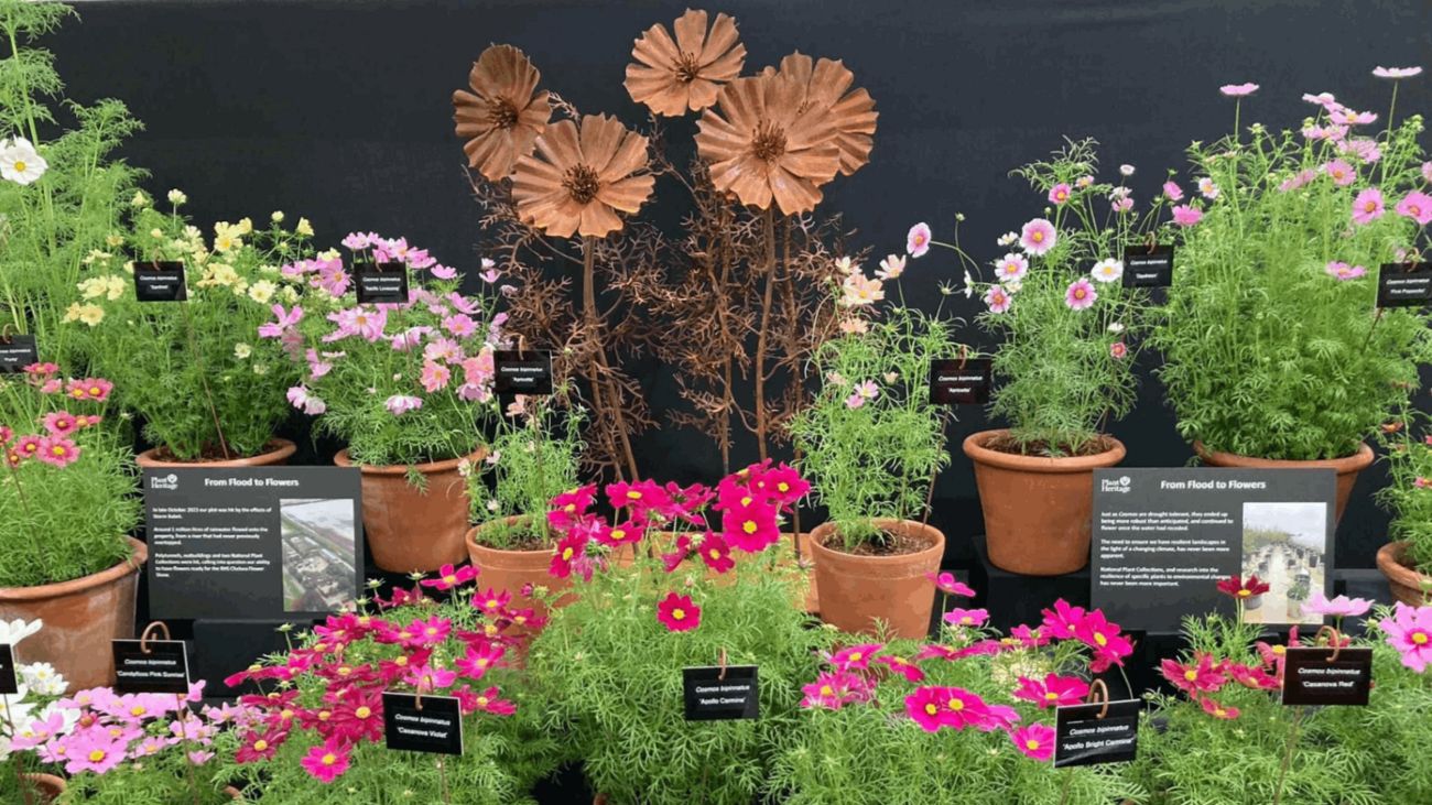 Is it Time for Flower Judging to Change?