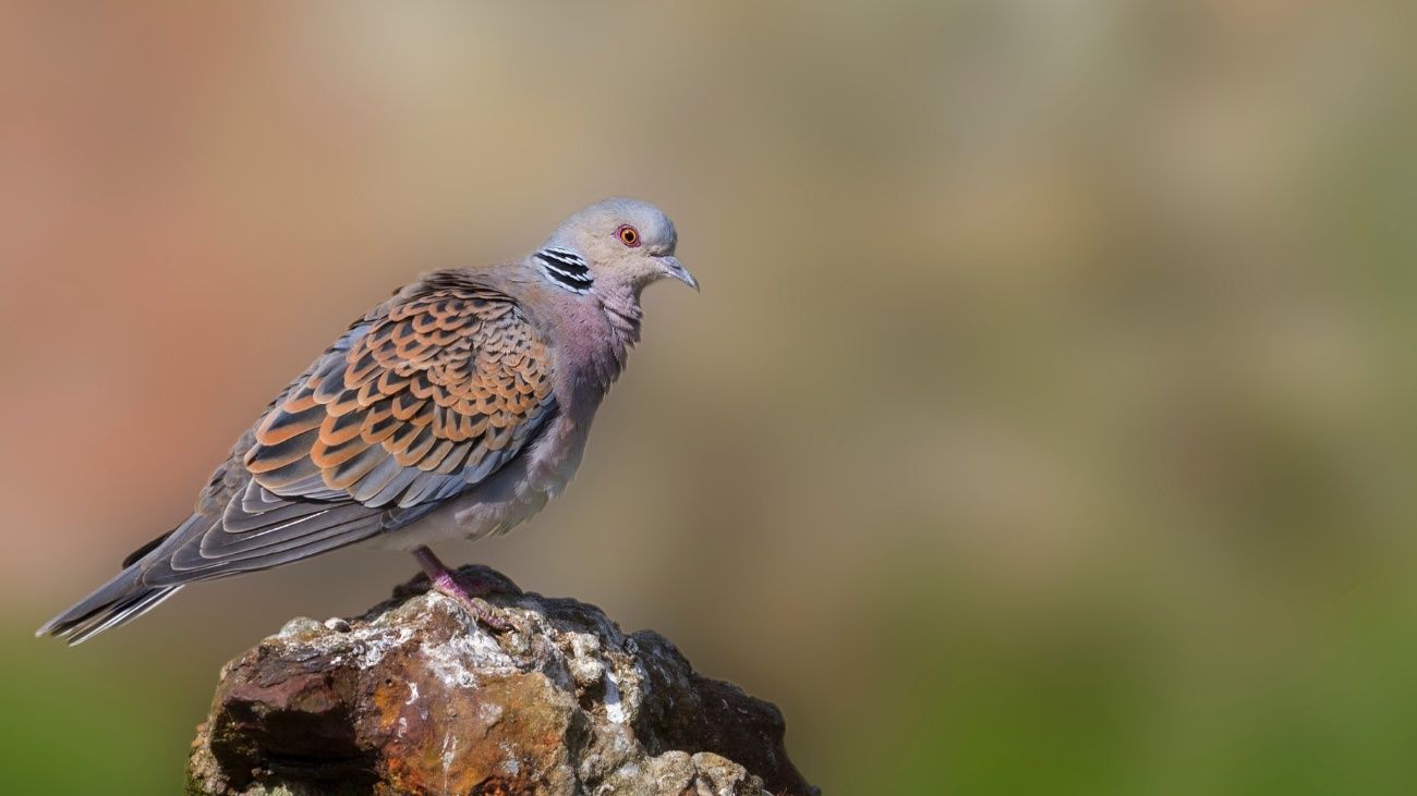 Will we lose the turtledove? The battle to save part of England's soul
