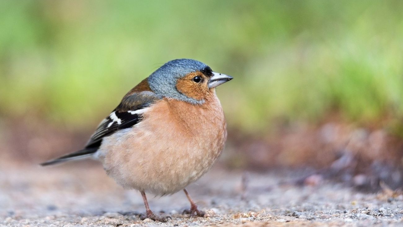 Embracing the Annoying: How Chaffinches Can Save Wildlife