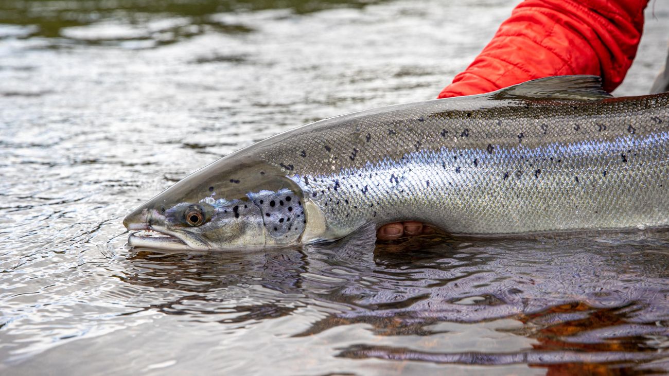 Understanding the Contradictions of Atlantic Salmon Conservation