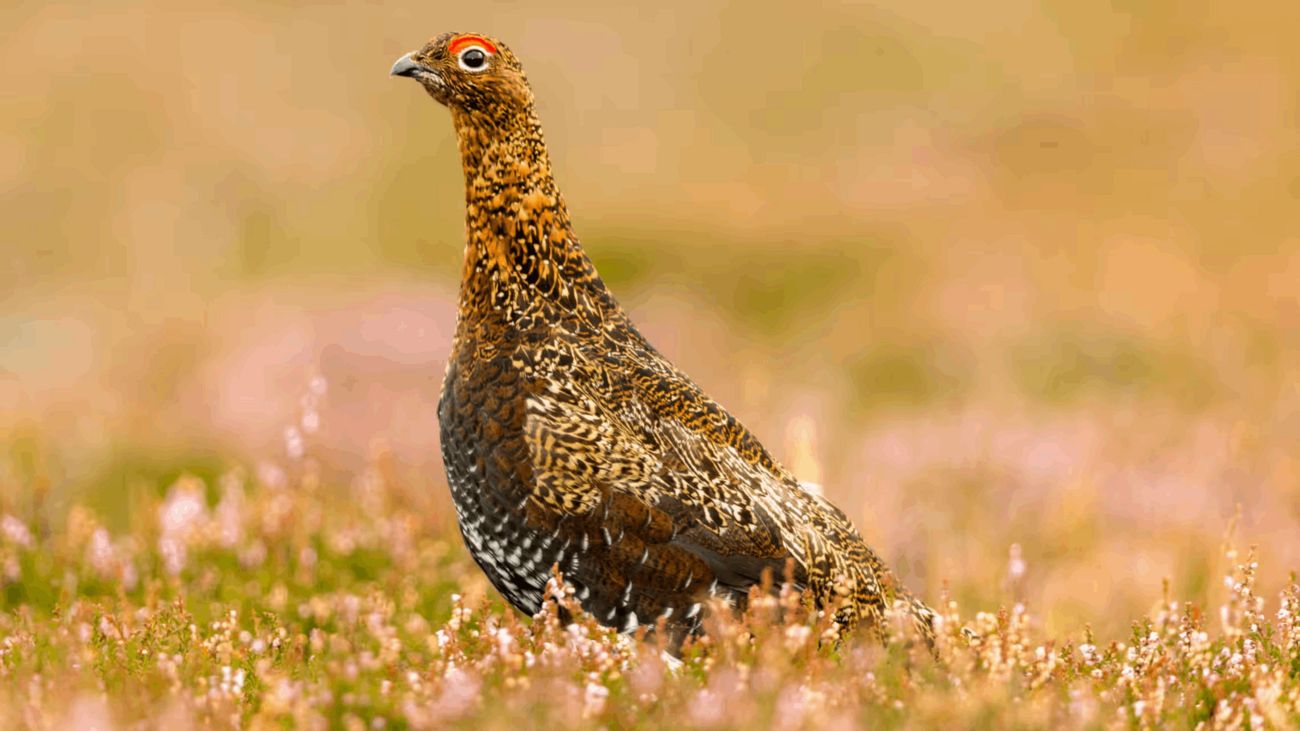 2024 Grouse Season Forecast: Insights from the Pair Counts
