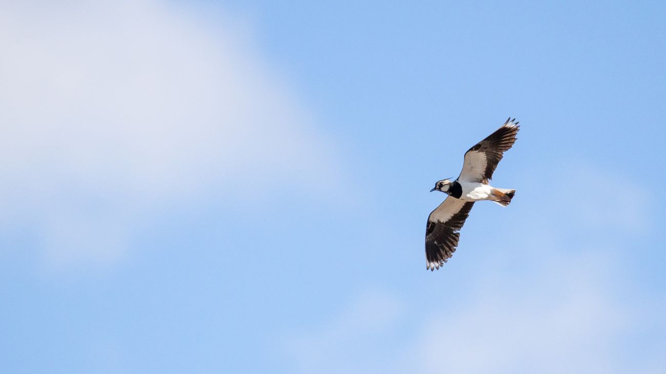 Complicated Conservation: Dilemmas in Upland Photography and Wildlife