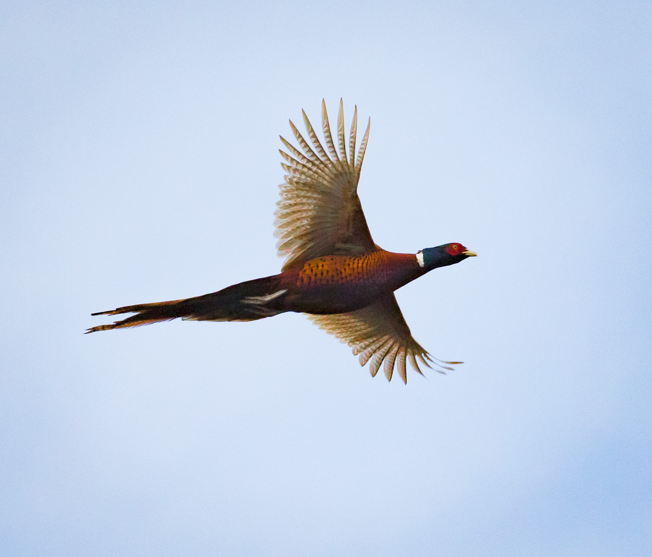 pheasants in flight