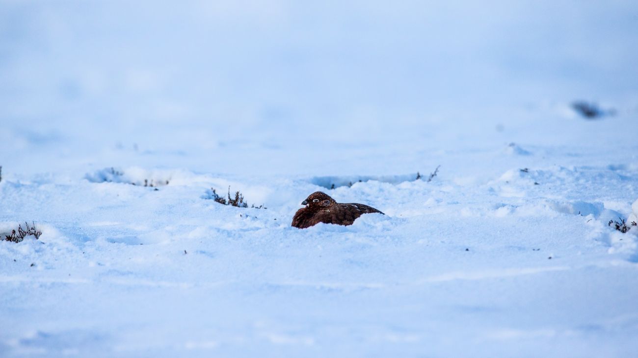 From Purple Heather to Snowy Landscapes: The Winter Transformation