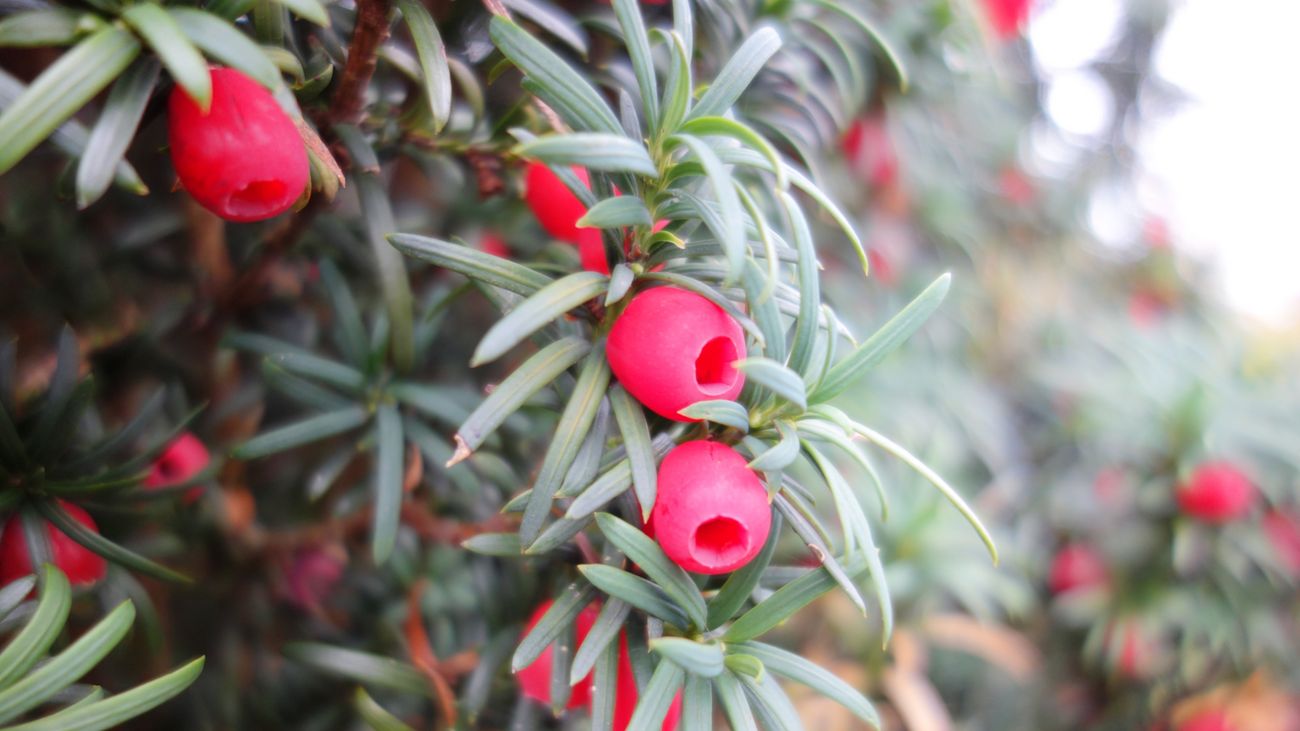 Ancient Tree, Epic Journey: The Buckland Yew Goes Walkabout