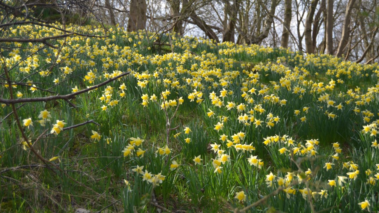 Spring means daffodils
