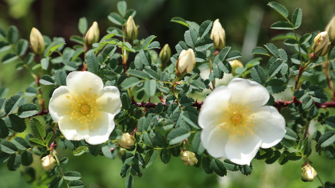 The Rise of the Rose