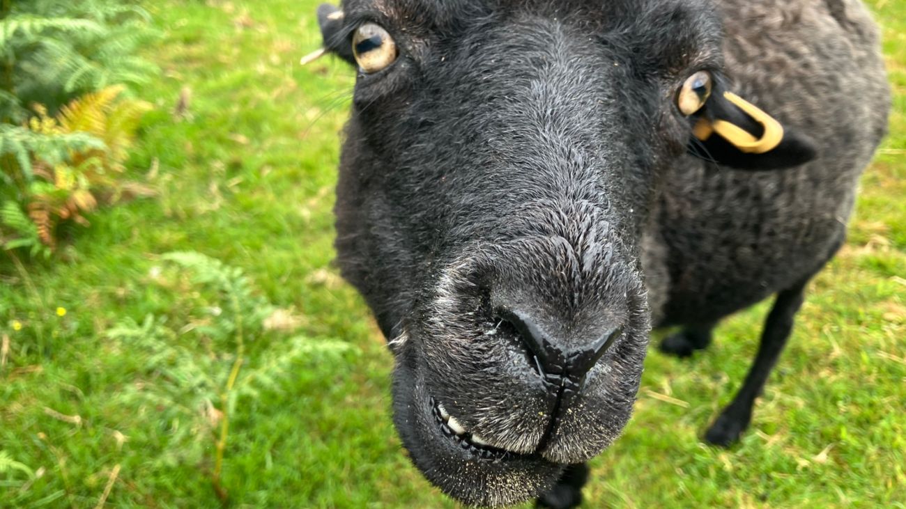 Should ewe stay or should ewe go now… that is my upland question.
