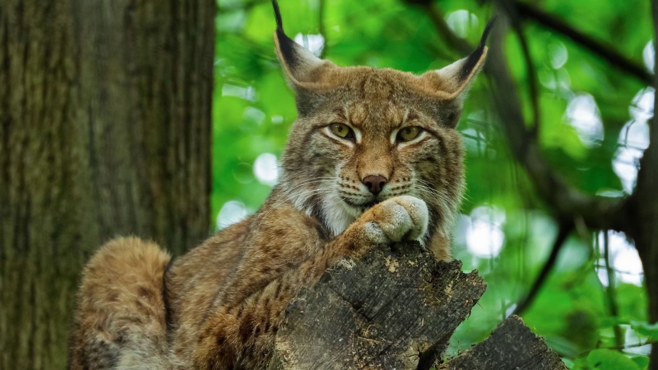 The Truth About Apex Predators and Trophic Cascades