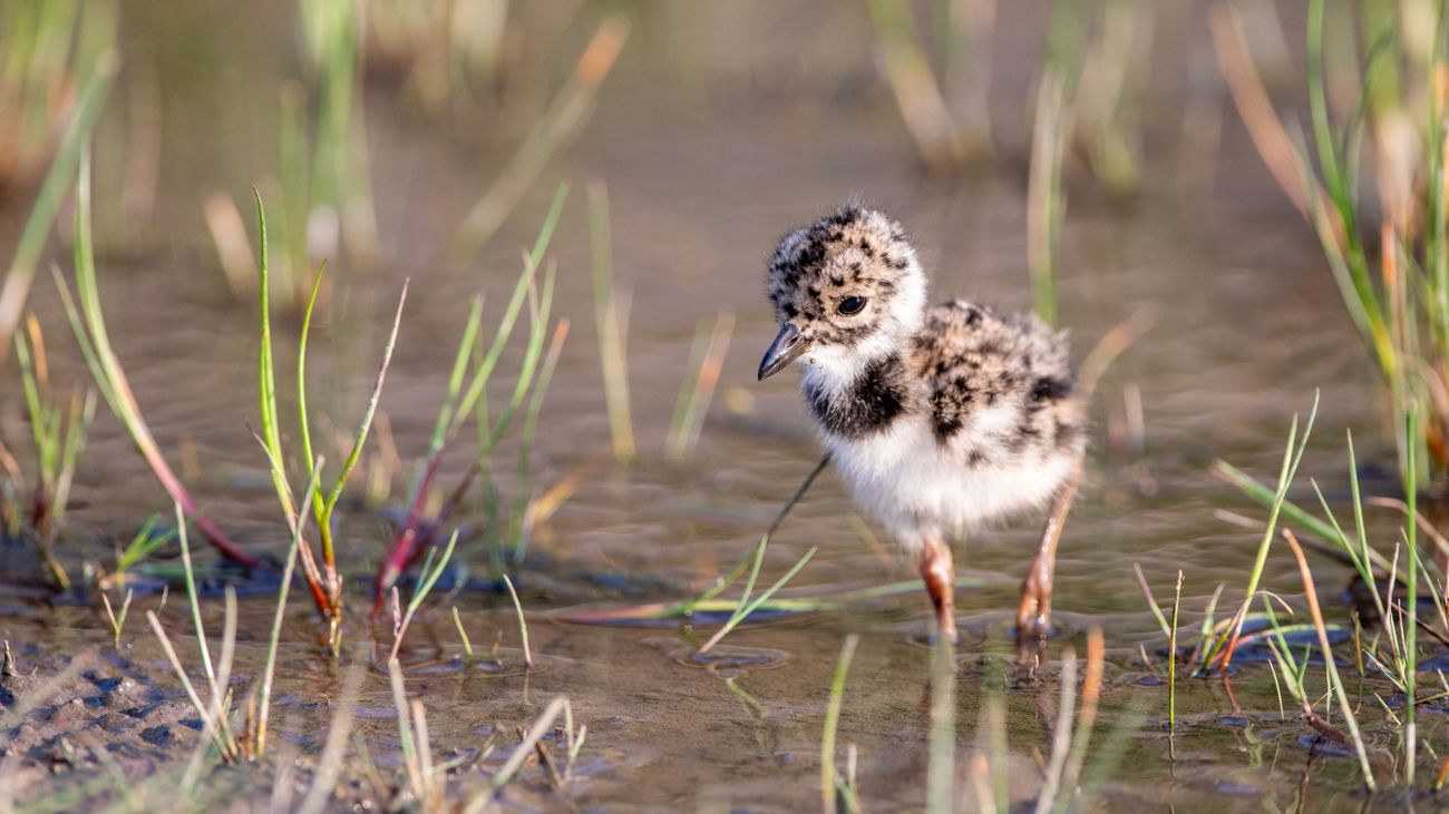 Stories from the Moors: The Good, The Bad, The Fluffy