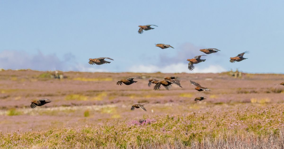 The Grouse Forecast 2022 Scribehound