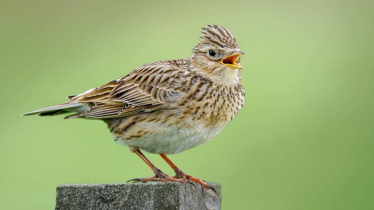 Stubble Larks and Dirty Dunnocks
