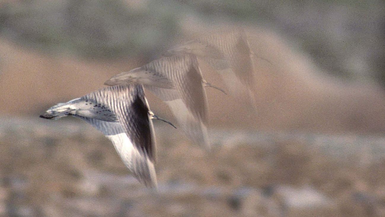 What can a little known curlew teach us about ourselves?