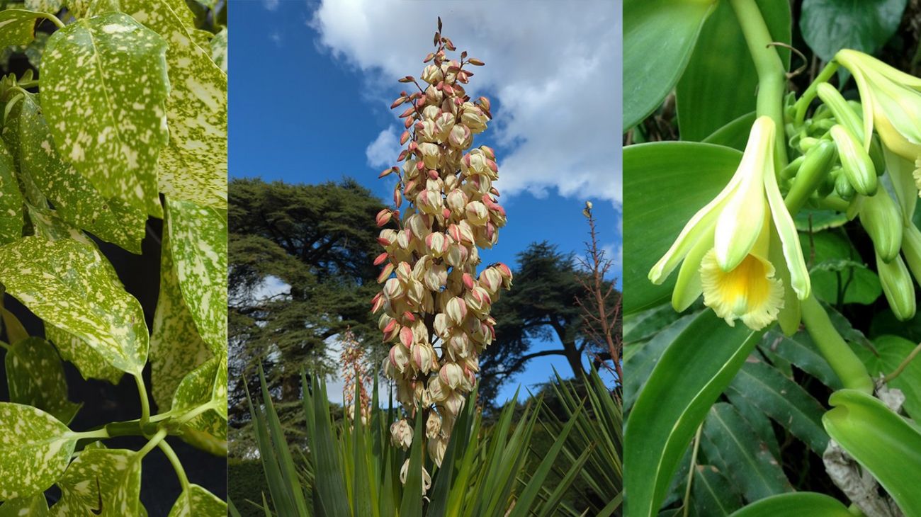 The Pollination Game: Leaving Loved Ones Behind