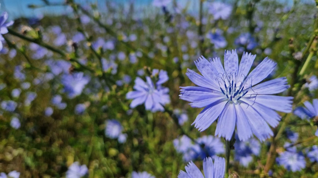 Beyond Sustainable Gardening