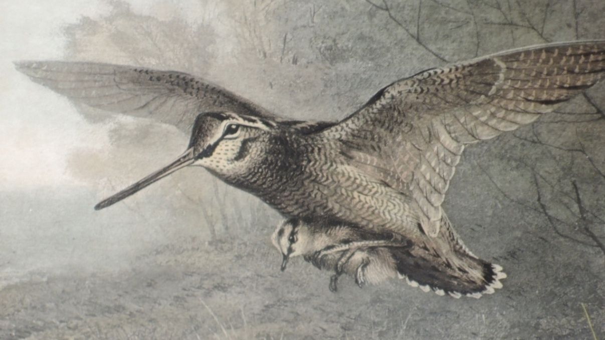 Britain's Resident Woodcock - Can We Reverse the Decline?