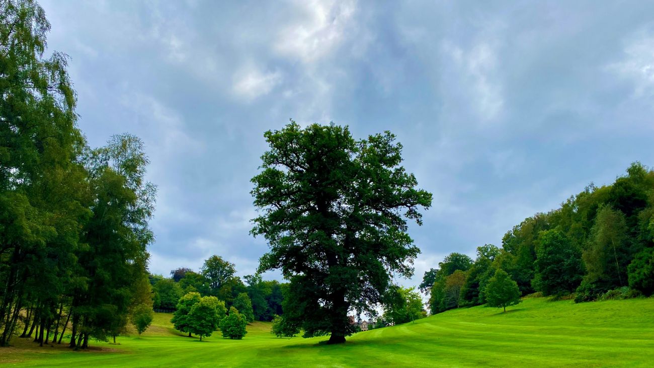 Trees: A Requiem