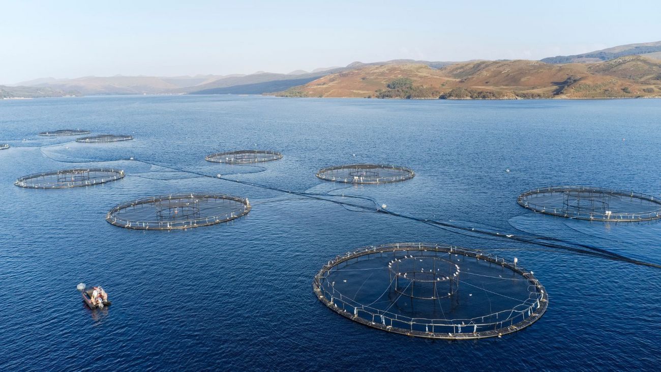 The Conservation Industry's Silence on Salmon Farming Is Deafening