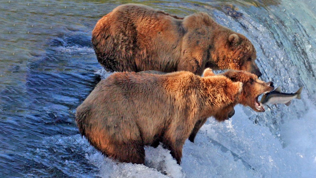 Don't Feed the Bears: Why shooting needs to log-off social media