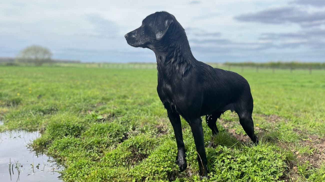 Enhance Your Gundog’s Performance with Canine Conditioning