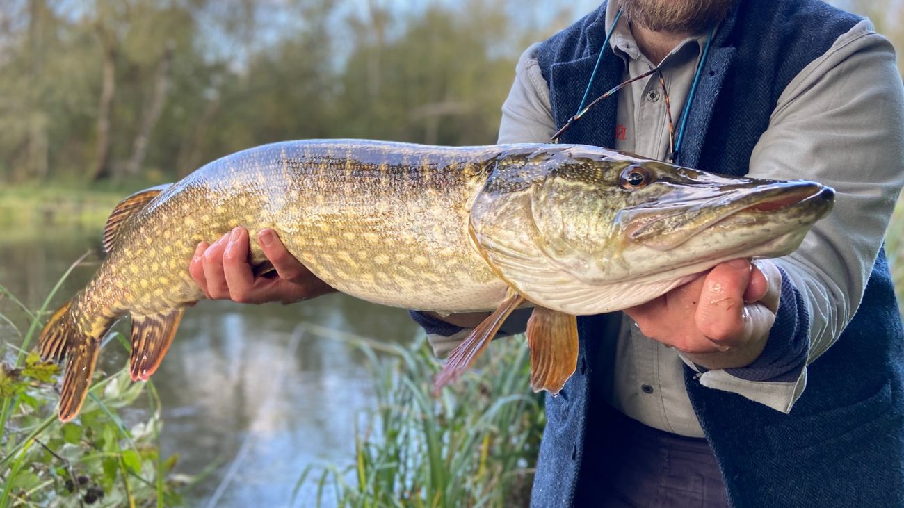 Into the Shadows: The Poetry of Pike