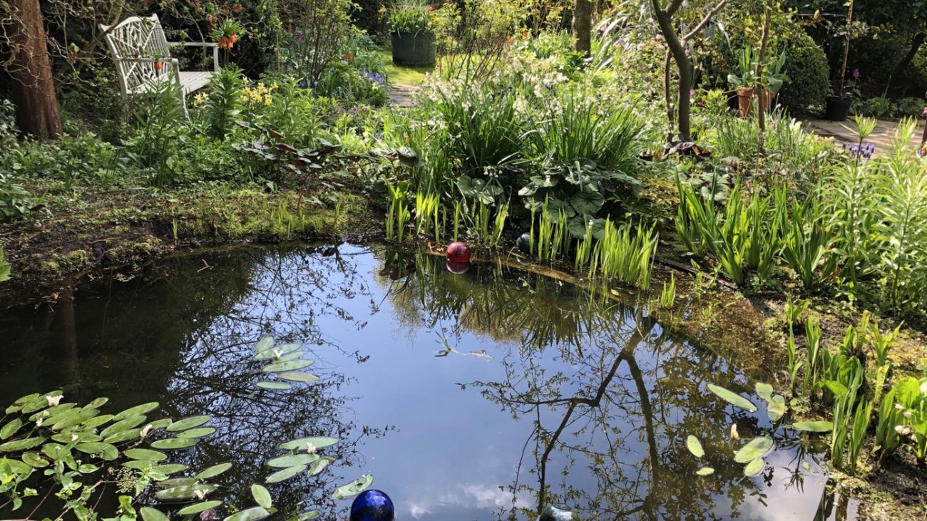 Pond Life