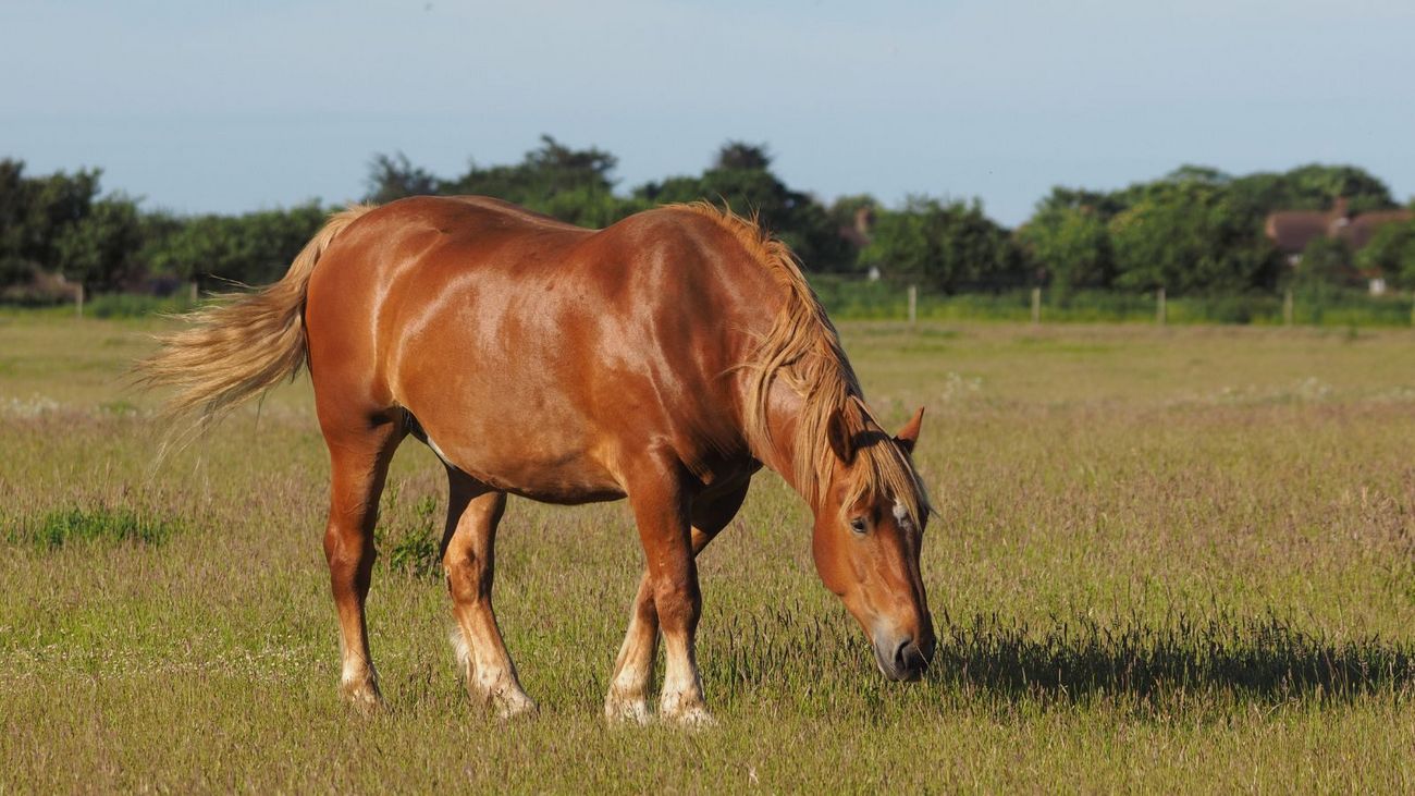 Suffolk Punch: Britain's Oldest and Rarest Breed of Heavy Horse