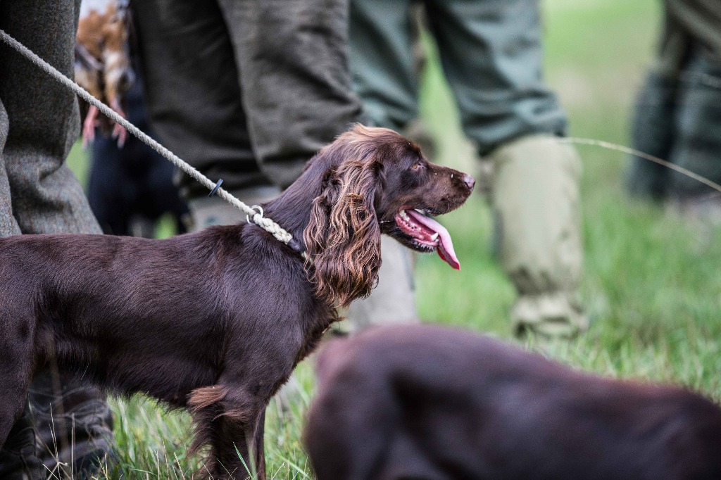 gun dog leash